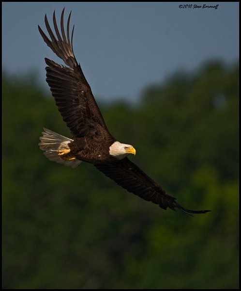 _0SB0755 american bald eagle.jpg